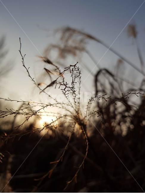 자연,해질녁,외로움,산책,갈대,수풀,노을,분위기,감성,기다림,nature,sunset,lonely