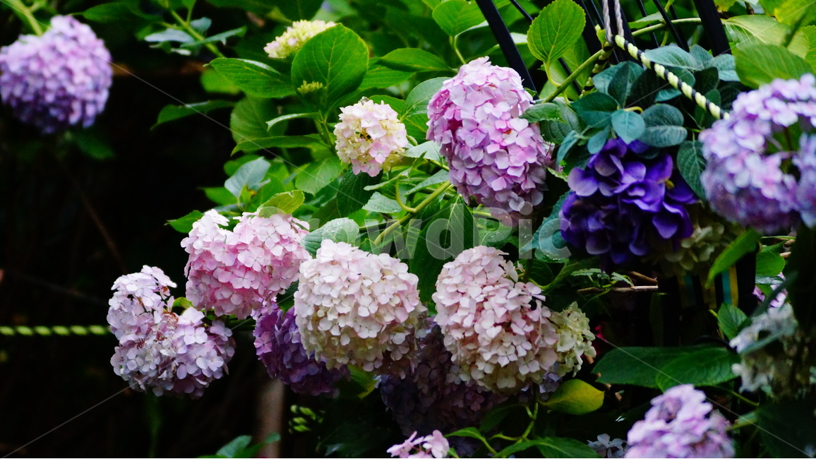 수국,산수국,꽃,꽃사진,태종대,식물,식물,자연,plants,nature,꽃,flower
