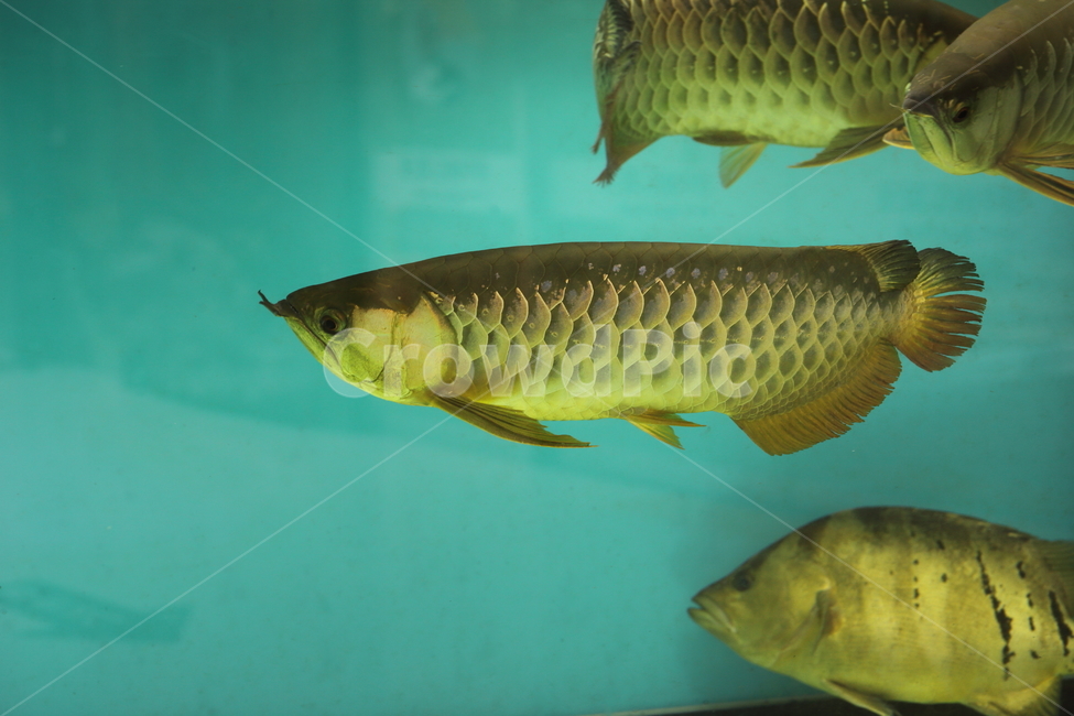 아로아나,아로와나,열대어,물고기,arowana,tropicalfish,동물,animal,어류,물고기,fish