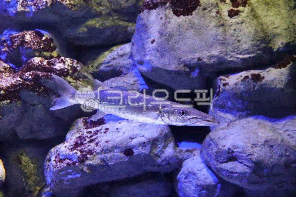 deep sea,Biology,In the sea,water,aquarium,sea animals,Alligator,ocean,blue,Pisces,fish,Ocean,marine life