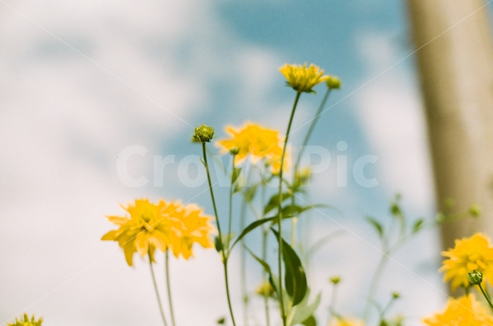 꽃,노란꽃,전봇대,하늘,식물,풍경,시골,필름,필름사진,식물,자연,plants,nature,꽃,flower,감성,sensible,feeling