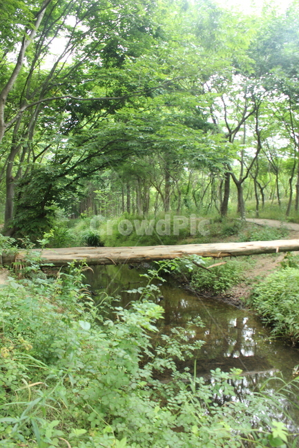nature,자연,초목,plant,식물,삼림지,tree,나무,woodland,forest,숲,외나무다리
