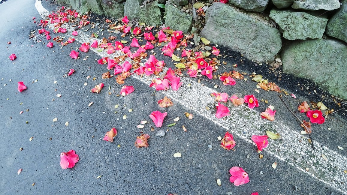 꽃,봄,동백꽃,담벼락,꽃잎,식물,자연,plants,nature,꽃,flower