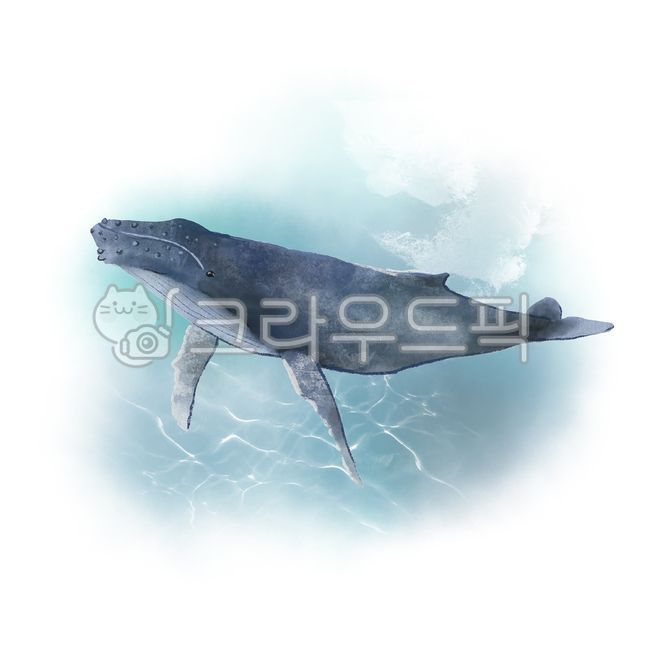 혹등고래,whale,고래,sealife,해양생물,포유류,mammal,동물,animal,shark,상어,fish,물고기