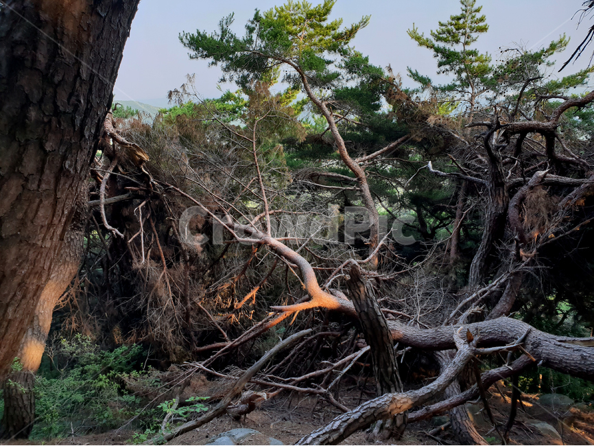 태풍,지진,식목일,피해,재해,바람,나무,자연,배경,하늘,빛,자연,풍경,nature,landscape,plant,식물,root,뿌리,tree