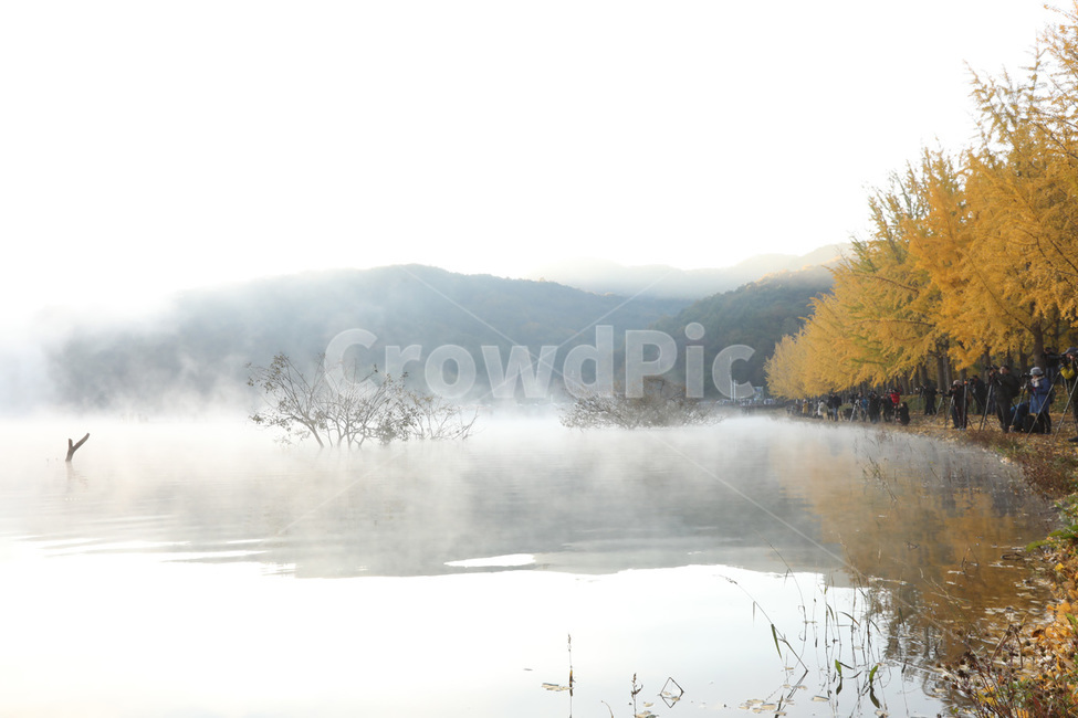 은행나무,단풍,물,저수지,호수,가을,계절,fall,autumn,season,자연,풍경,nature,landscape,tree,나무,plant,식물
