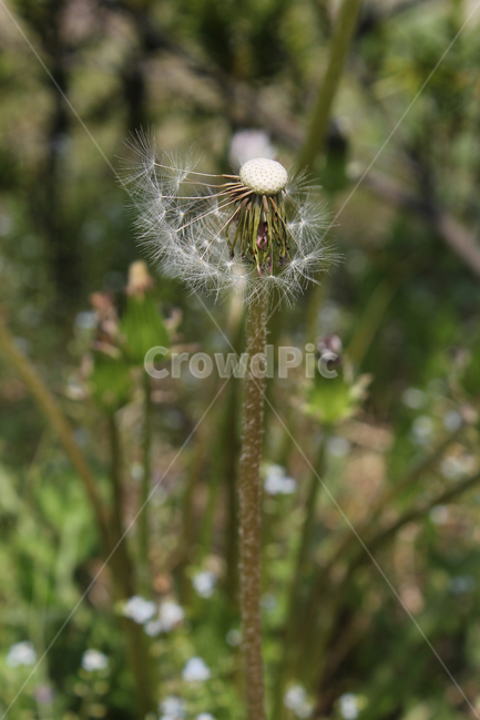 민들레씨,씨앗,민들레,민들레씨앗,씨,꽃씨,자연,식물,클로즈업,seed,plant,dandelion,green,녹색,그린,seeds,soft,부드러운,봄,spring,야외,정원