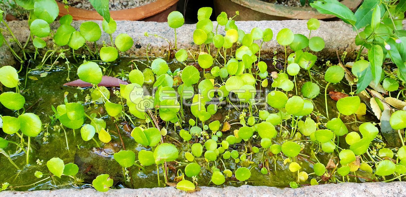 워터머쉬룸, 워터코인, hydrocotyleverticillata, hydrocotylevulgaris, 식물,  사진,이미지,일러스트,캘리그라피 - 지구별37작가