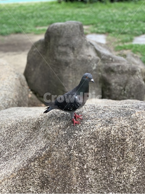 비둘기,새,동물,bird,animal