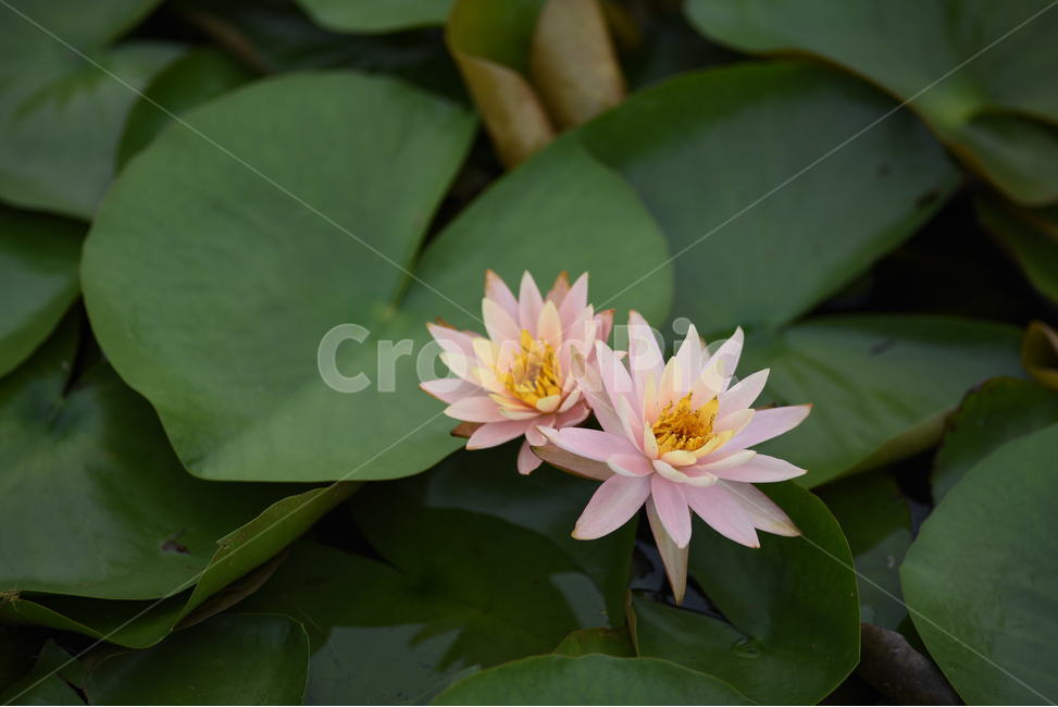 꽃,연꽃,식물,여름,연잎,식물,자연,plants,nature,꽃,flower