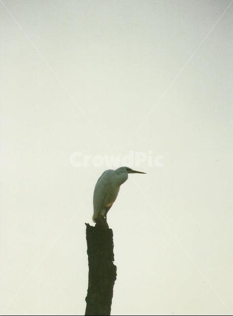 조류,필름사진,새,감성사진,동물,나무위,외로움,animal,birds,naturs,고독,쓸쓸한,감시,한마리,외가리,동물,animal,조류,새,birds