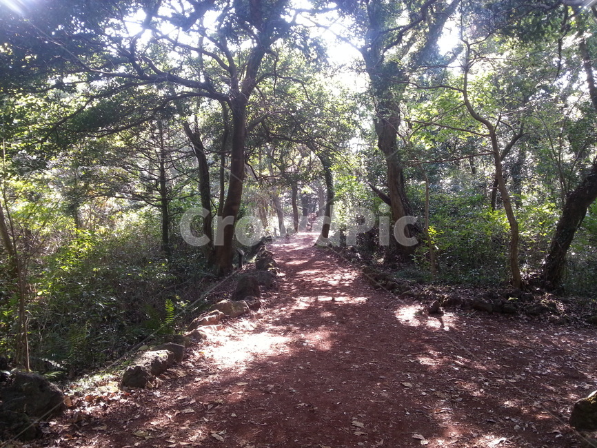 자연,숲,길,통로,식물,나무,nature,forest,road,path,plant,tree