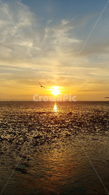 노을,갈매기,갯벌,석양,외로움,자연,풍경,nature,landscape,sunlight,햇빛,animal,동물,bird,새,flare,플레어,light,빛,outdoors,옥외