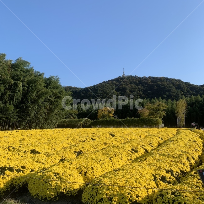 자연,nature,꽃,나무,flower,노란색,노란꽃,가을,봄,감성,감성사진,forest,공원,park,목초지,grassland,farm,들,field,countryside