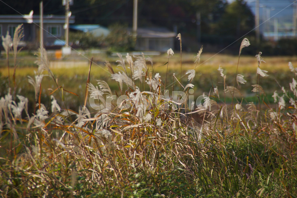 plant,식물,풍경,자연,nature