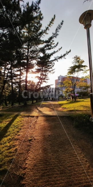 학교,소나무,길,잔디,노을,흙,도시,풍경,city,landscape,한국도시풍경,한국도시경관,korea cityscape,asphalt,아스팔트,plant,식물,tree,나무,road,도로