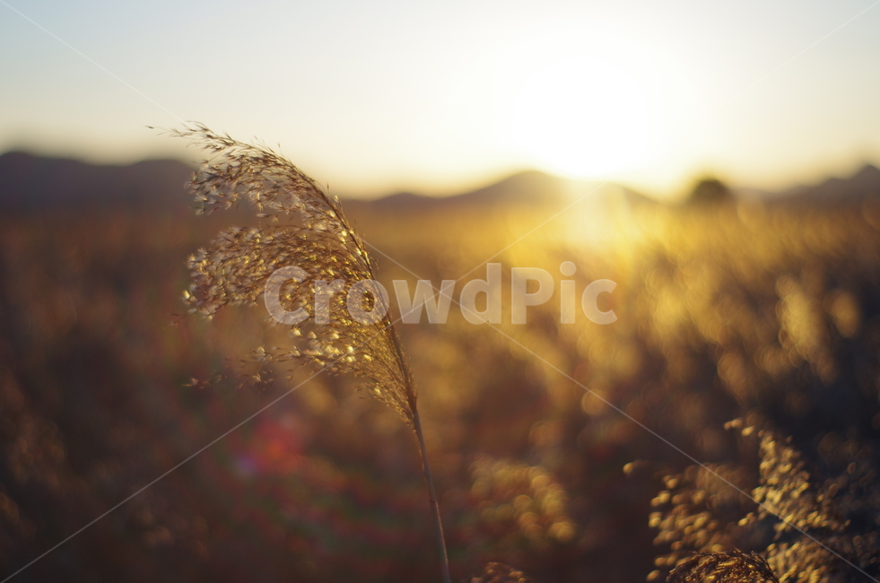 순천만습지,갈대밭,전라남도,순천,가을,가을,계절,fall,autumn,season,식물,자연,plants,nature,감성,sensible,feeling,plant,grass,잔디