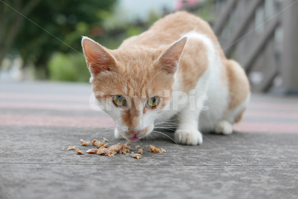 고양이,포유류,동물,cat,pet,animal,먹이,동물,animal,포유류,mammal,고양이,cat,kitten,kitty
