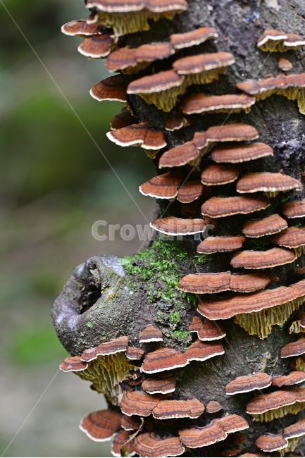fungus,진균류,나무,버섯,나무버섯,plant,식물