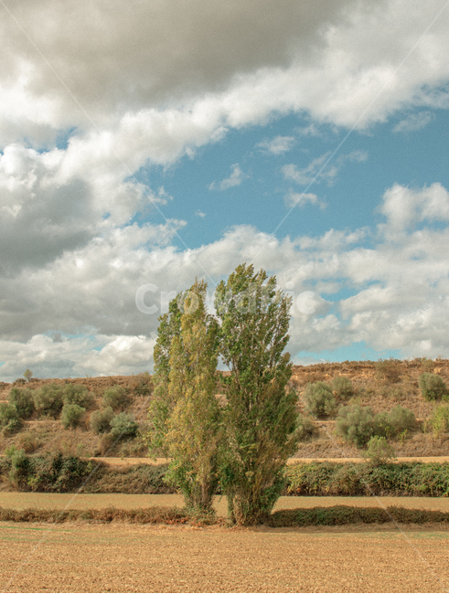 나무,tree,자연,들판,하늘,구름,자연,풍경,nature,landscape