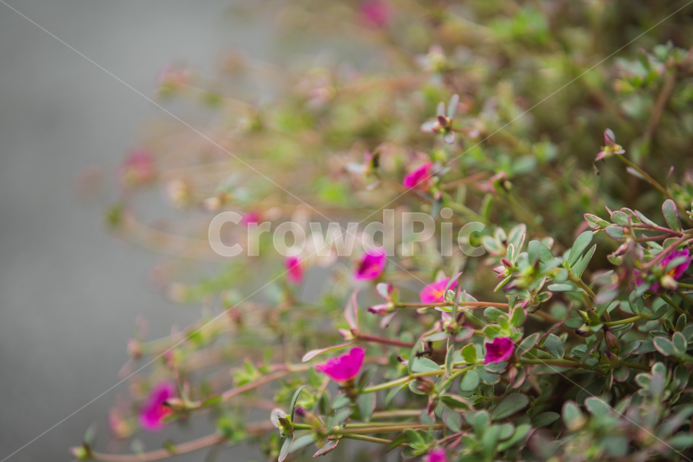 꽃,식물,flowers,botanical,plant,식물,자연,plants,nature,꽃,flower