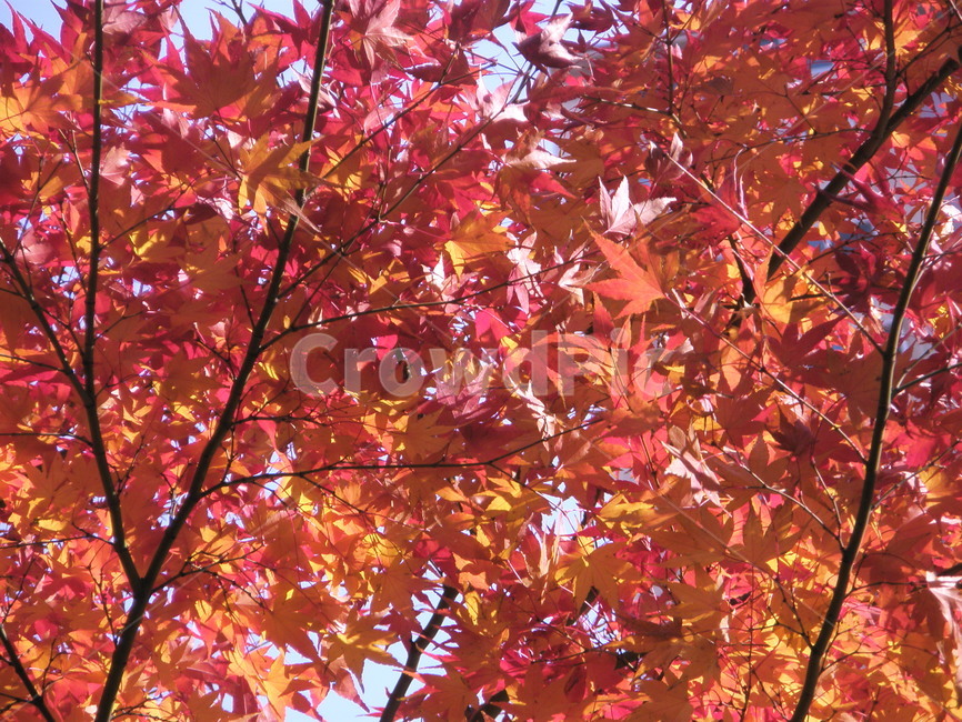 leaf,잎,plant,식물,tree,나무,maple,단풍,color,colorful,red,autumn,가을,가을,계절,fall,autumn,season,식물,자연,plants,nature