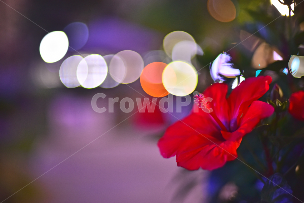 야경,보케,빛망울,꽃,식물,plant,하와이안무궁화,bokeh,꽃잎,night,flower,hawaiianhibiscus,hibiscus,빨강색꽃,레드,red,야경,밤,풍경,nightscape,night,landscape
