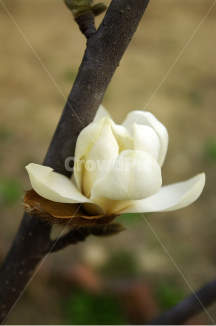 식물,plant,자연,nature,꽃,flower,목련,봄,spring,계절,식물,자연,plants,nature,꽃,flower