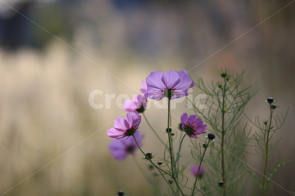 꽃,가을,코스모스,분홍,flower,autumn,cosmos,pink,가을,계절,fall,autumn,season,식물,자연,plants,nature,꽃,flower,blossom,geranium,제라늄,plant
