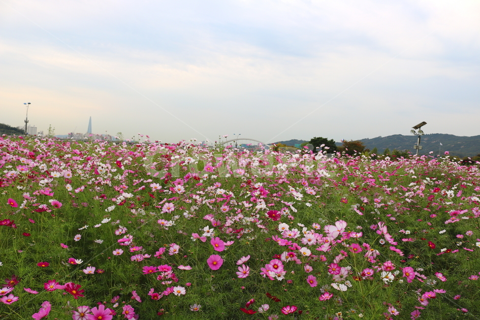 코스모스,꽃,코스모스꽃,식물,자연,풍경,야생화,코스모스축제,축제,구리,한강시민공원,가을,가을,계절,fall,autumn,season,자연,풍경,nature,landscape,한국자연풍경,한국자연경관,korea nature landscape
