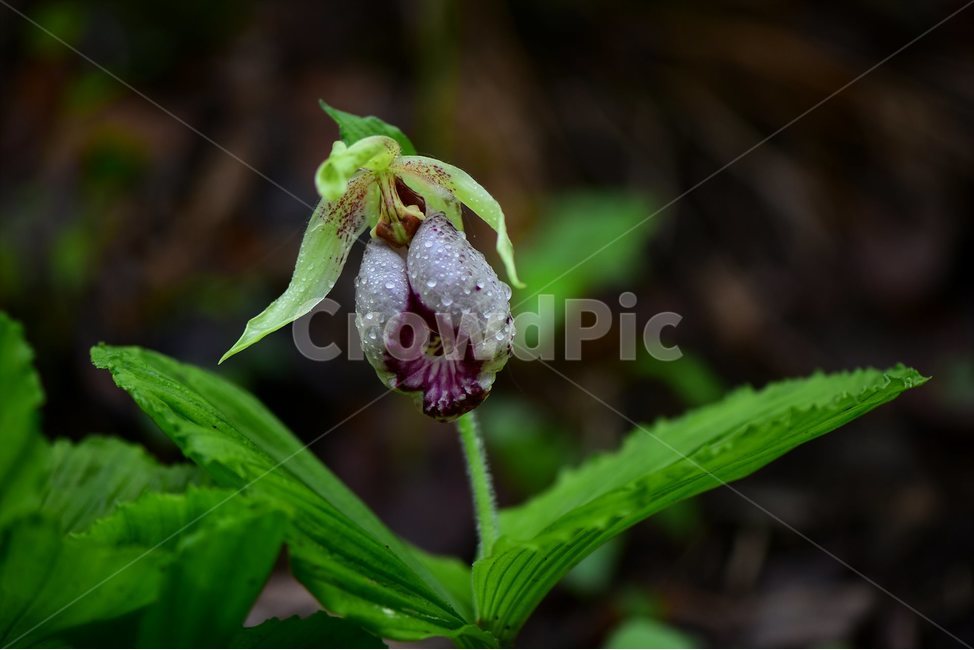 광릉요강꽃,멸종위기,난초과,복주머니란속,야생화,1급,희귀,봄,꽃,plant,wild,flower,자연,생태,식생,풀꽃,식물,식물,자연,plants,nature,꽃,flower