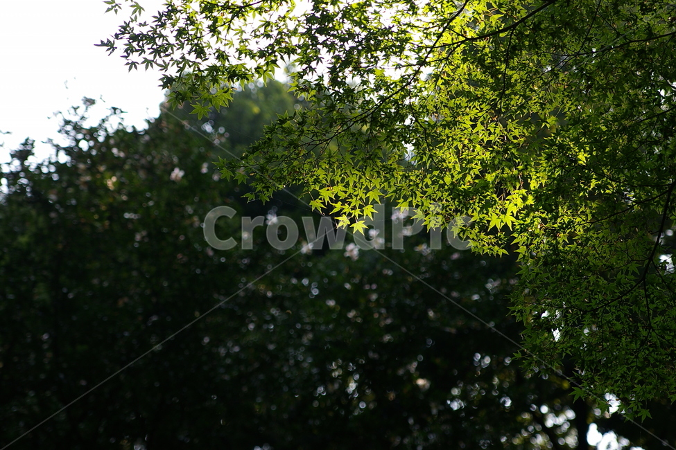 빛,단풍,maple,단풍나무,나무,햇빛,sunshine,tree,초록,green,식물,자연,plants,nature
