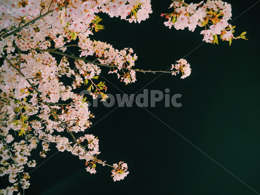 꽃,봄,벚꽃,계절,배경,개화,감성,풍경,flower,nature,spring,하늘,나무,wood,plant,blossom,밤,밤하늘