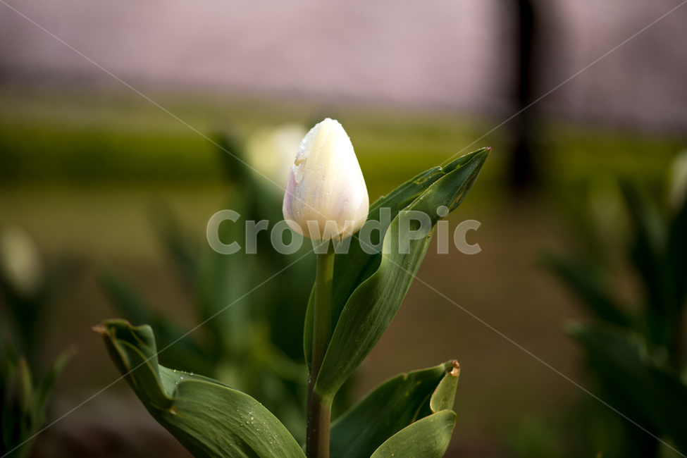 튤립,꽃,봄,봄꽃,식물,야외,실외,봄,계절,spring,season,식물,자연,plants,nature,꽃,flower,plant,blossom