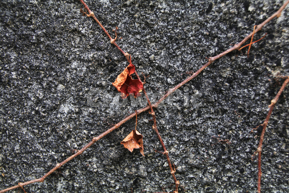 바위,나무,줄기,가지,덩쿨,넝쿨,나뭇잎,가을,가을,계절,fall,autumn,season,plant,식물,leaf,잎,tree,ground,바닥