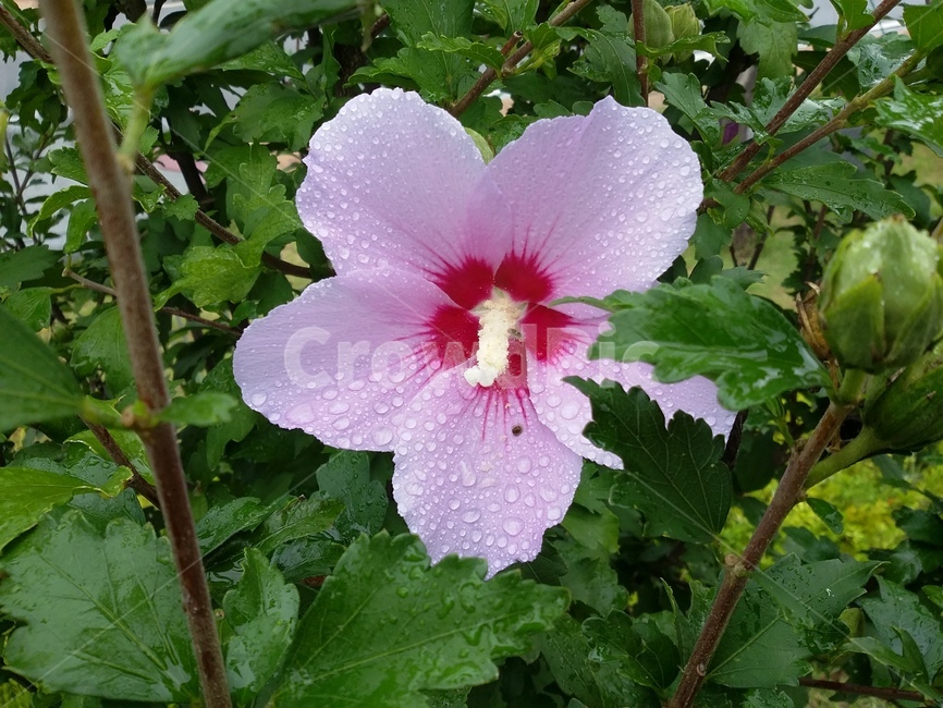꽃,식물,flower,plant,무궁화,식물,자연,plants,nature,꽃,flower