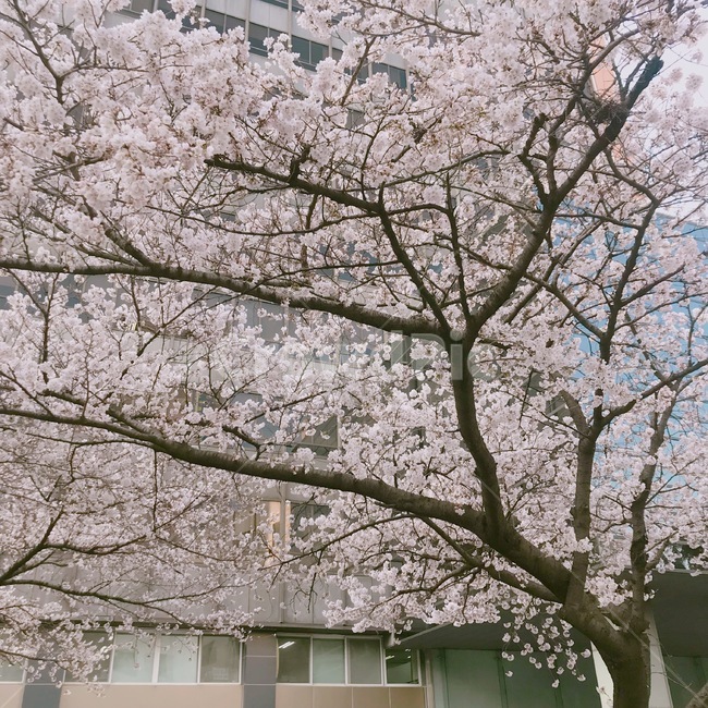 봄,벚꽃,따뜻한,풍경,벚꽃나무