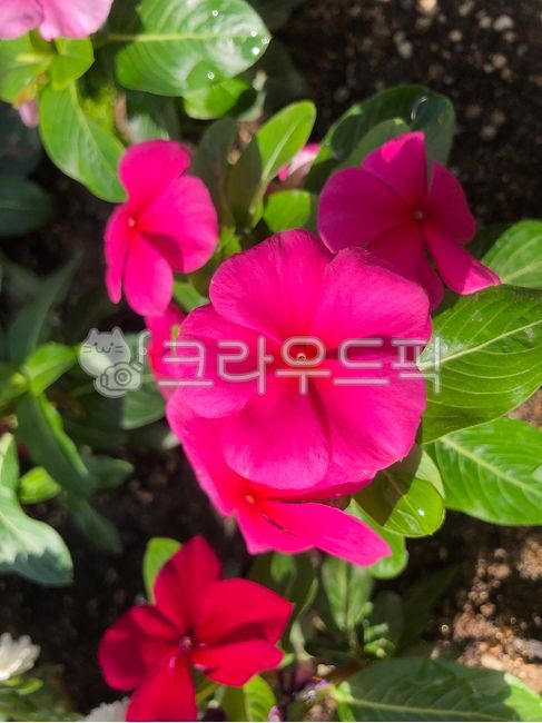 정원,분홍색꽃,꽃,꽃배경,식물,화분,화단,plant,flower,blossom