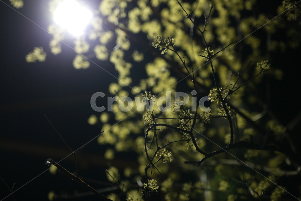 봄,가로등,식물,새싹,봄새싹,야경,밤,풍경,nightscape,night,landscape,flare,플레어,light,빛