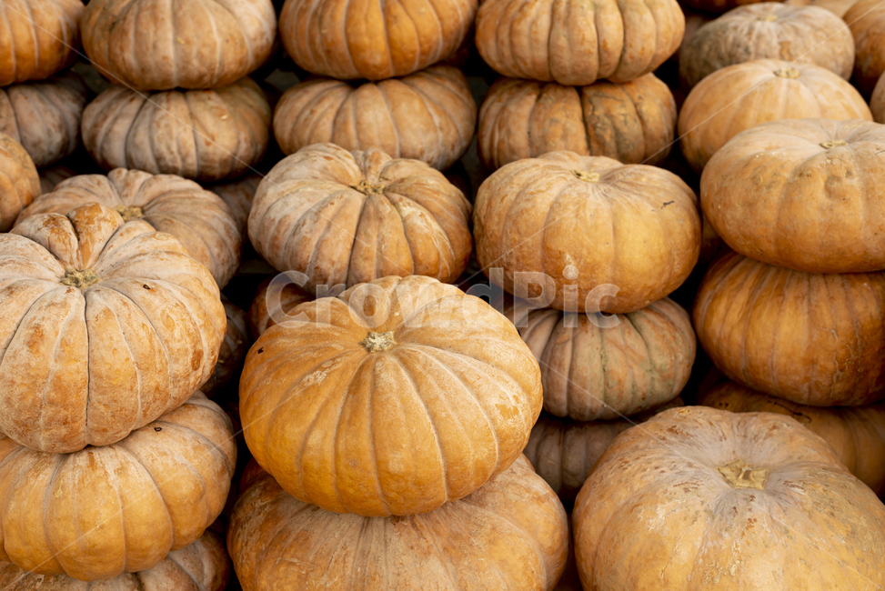 호박,늙은호박,식재료,농산물,애호박,가을,추수,식품,시장,판매,plant,식물,pumpkin,food,빵,bread,야채,vegetable,음식,음식,식재료,요리,food,cook,meal,dishes,food reserves
