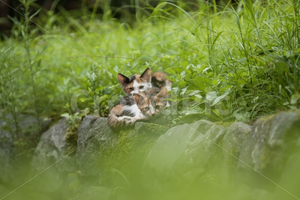 동물,자연,고양이,포유류,일상사진,동물,animal,포유류,mammal,고양이,cat,kitten,kitty