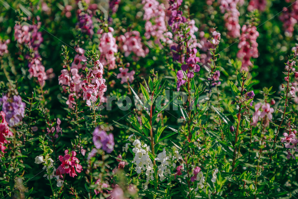 자연,식물,보라,분홍,plant,purple,식물,자연,plants,nature,꽃,flower