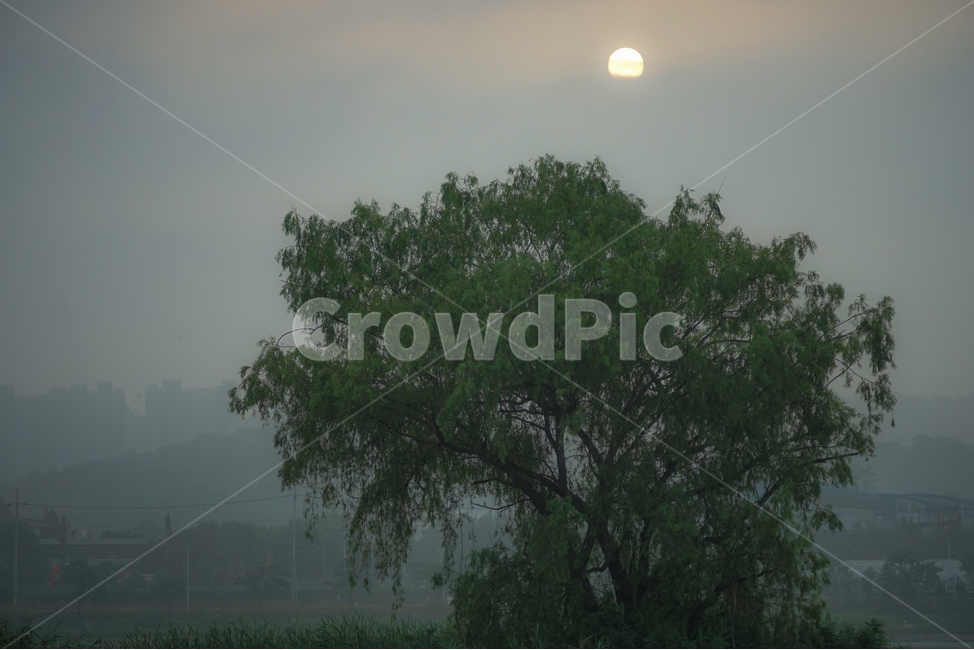 일출,해,태양,아침,나무,버드나무,안개,자연,풍경,nature,landscape,식물,plants,나무,trees,wood,weather,날씨,outdoors,옥외