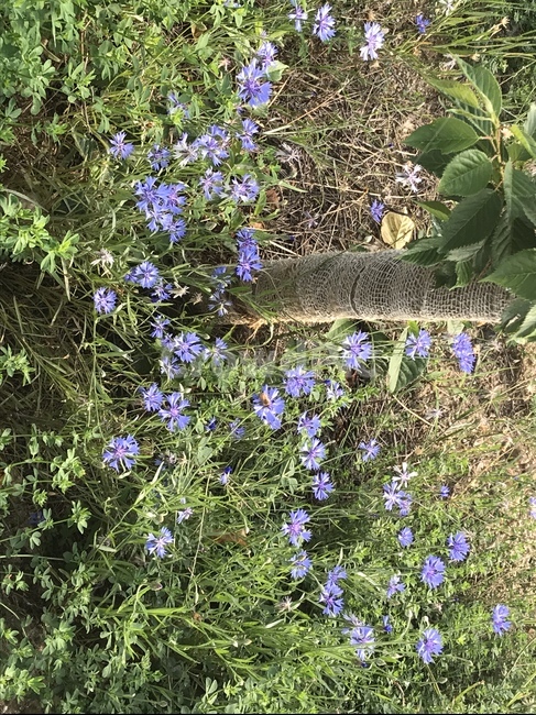 꽃,보라색꽃,자연,풀,들꽃