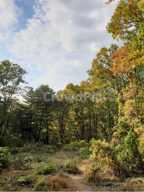 한국,한국자연,가을,fall,autumn,11월,november,leaf,fallen,낙엽,나무,tree,하늘,파란하늘,푸른하늘,숲속,산림,삼림,자연,nature,forest,wood,sky,cloud,풍경,자연풍경,landscape,산책,산책길,가을산책,숲,식물,plant,초목,단풍,leaves,가을,계절,fall,autumn,season,자연,풍경,nature,landscape,vegetation