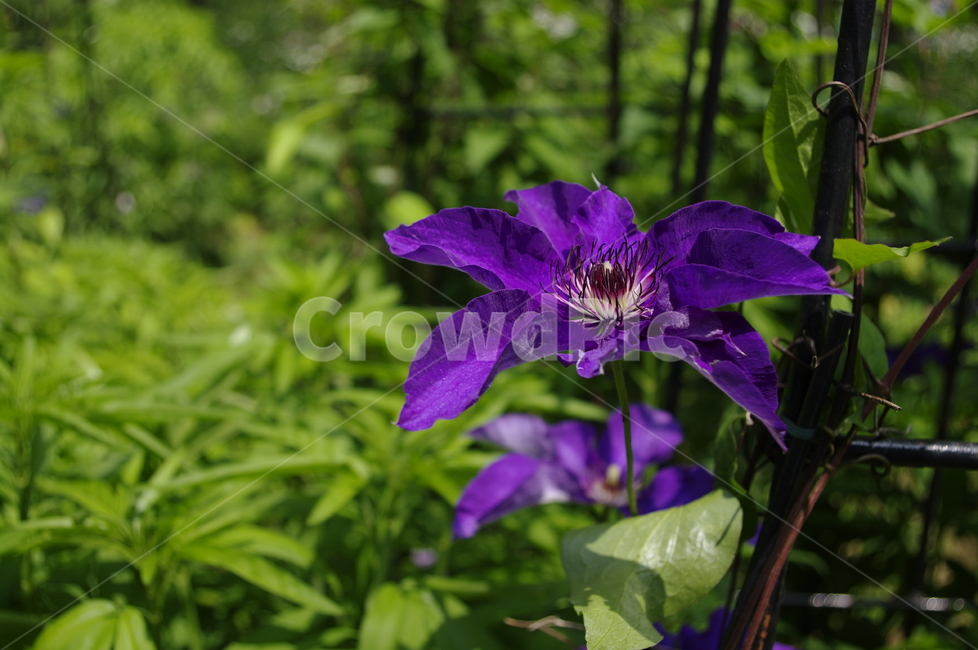클레마티스,꽃,flower,식물,plant,계절,봄,spring,식물,자연,plants,nature,꽃,flower