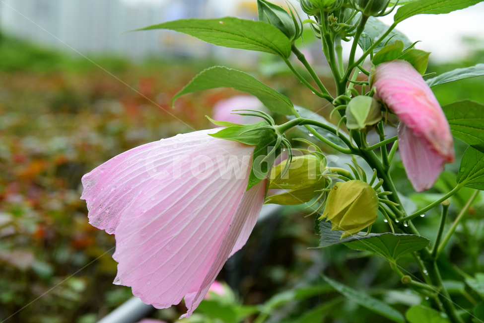 무궁화,나라꽃,국화,한국국화,대한민국국화,우리나라꽃,꽃,flower,roseofsharon