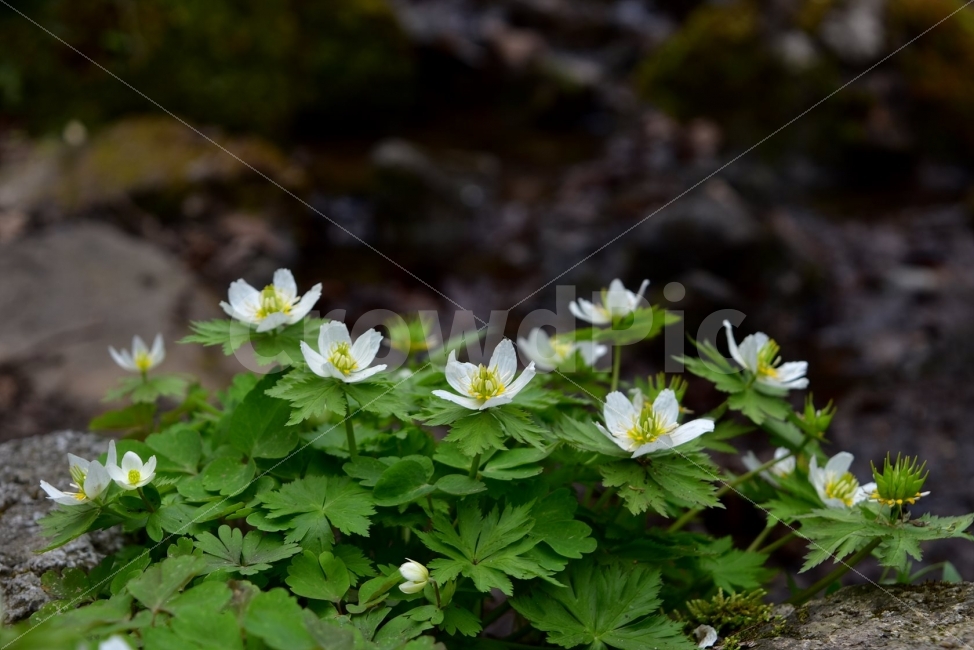 모데미풀,봄,야생화,꽃,청태산,강원도,봄꽃,고산야생화,감성,wildflower,산꽃,봄야생화,계곡,이끼,꽃말,슬픈추억,아쉬움,MegaleranthissaniculifoliaOhwi,금매화아재비,운봉금매화,식물,자연,식생,생태,식물,자연,plants,nature,꽃,flower