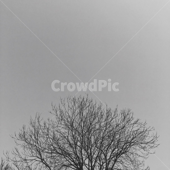 흑백사진,흑백,나무,자연,여백,자연,풍경,nature,landscape,흑백,모노톤,monochrome,black and white,outdoors,옥외