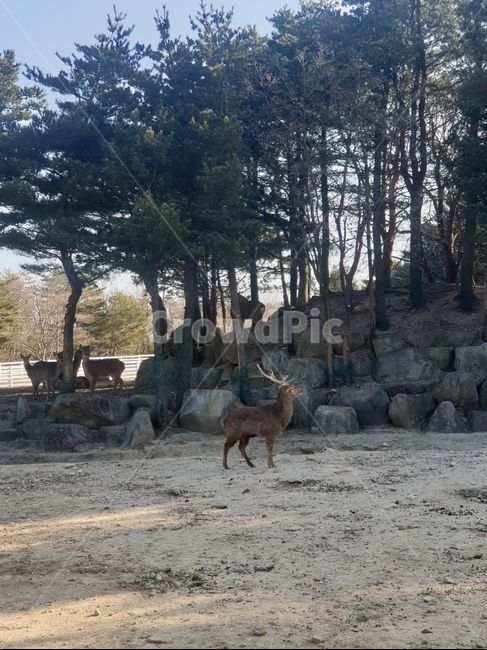 사슴,농장,꽃사슴,동물,amimal,deer,동물,animal